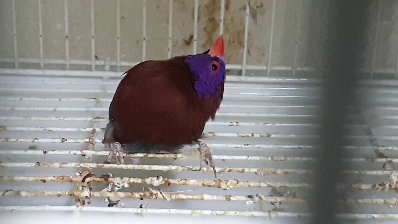 BIRDS Waxbill 상반작에게 생긴 이상한 증상 