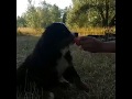 Собака ест арбуз, Знаменск, Астраханская область