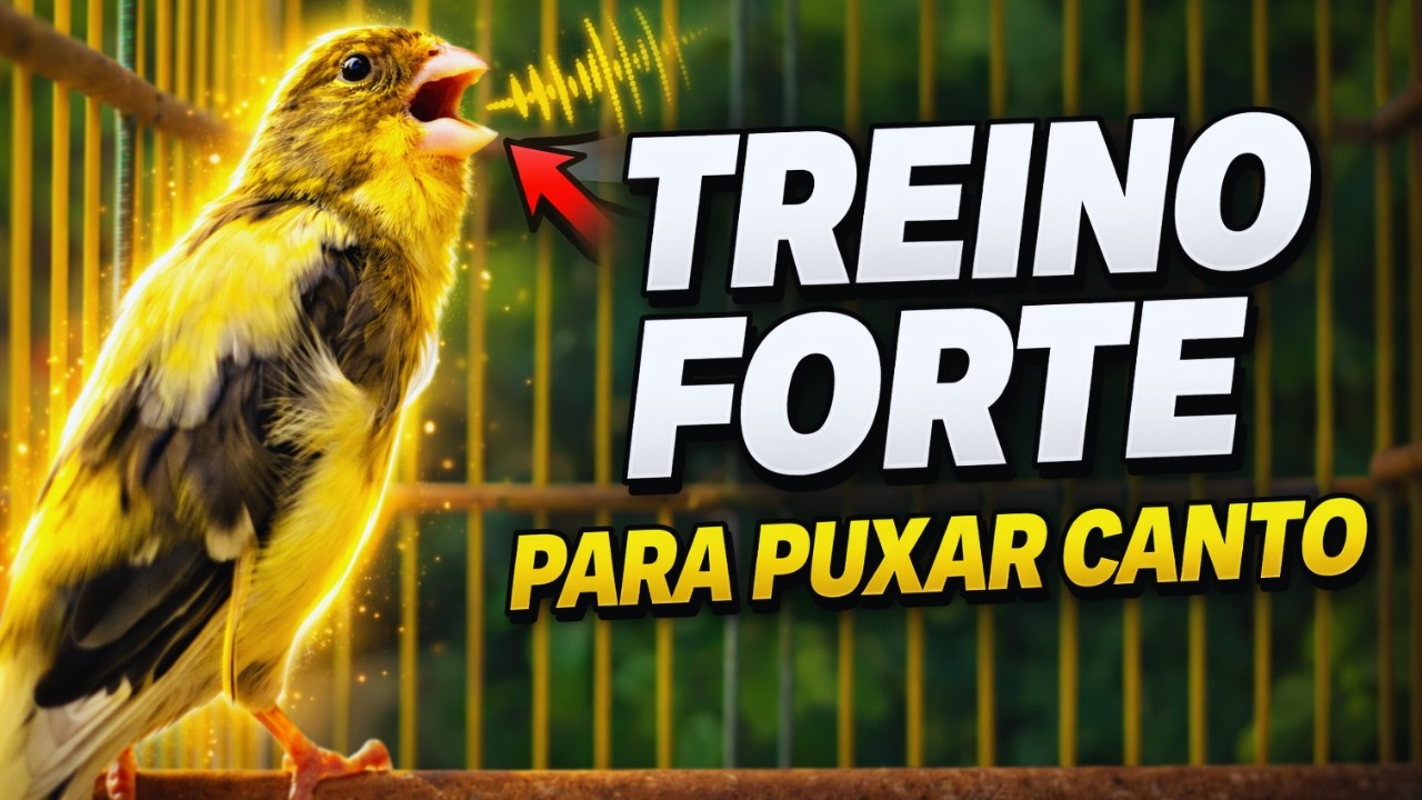 Canario Belga Cantando: Canto para estimular Canário belga 🔥🔥Canário Belga Cantando para Esquentar