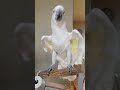 Sydney the crazy cockatoo - dancing to Adele