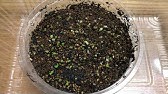 根は大丈夫かな リトープスの植え替え くまパン園芸 Youtube 根は大丈夫かな リトープスの植え替え くまパン園芸 Youtube
