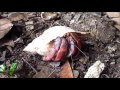 Wild Hermit Crabs in Puerto Rico