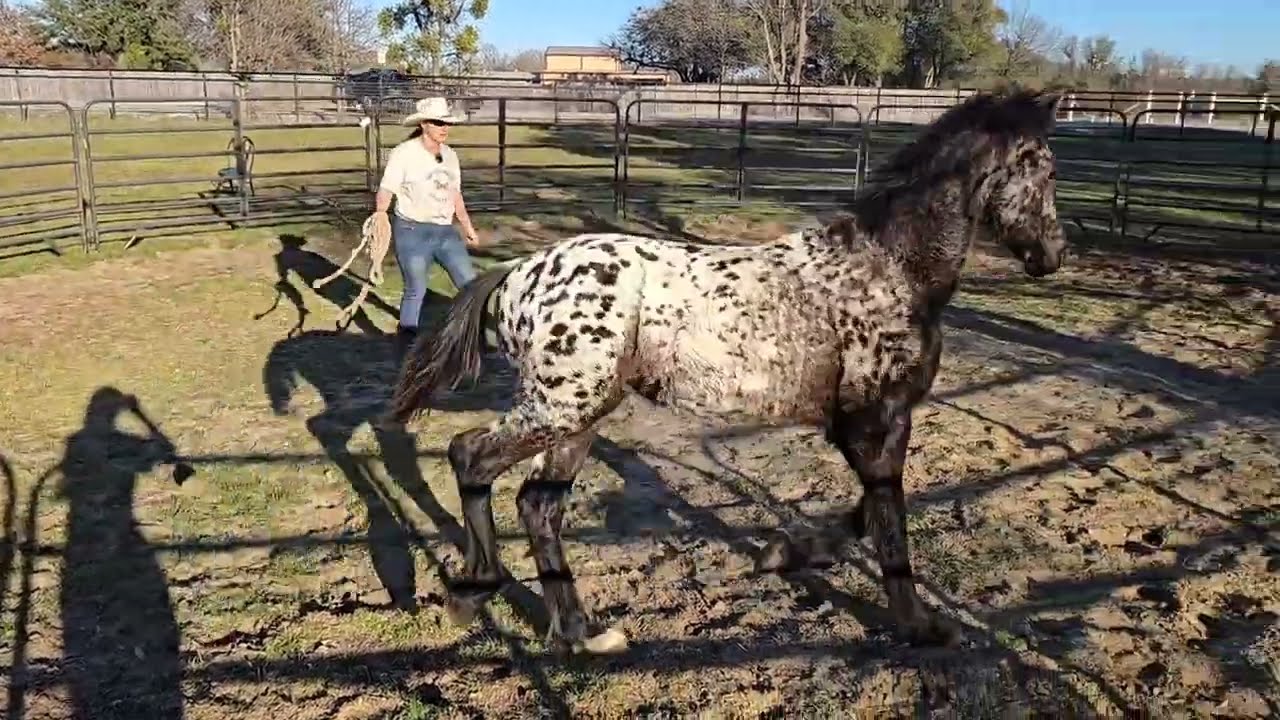 First full session with an unhandled Friesian Appaloosa stallion