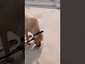 BOOMER IS CHOOSING HIS FOOD OR  HIS TREATS