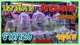 Zing’s Day | ราคาปลามังกร Arowana (ปลาถุง)ตลาดปลาจตุจักร 18/11/63