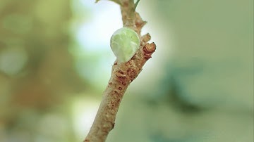 الآيات الأولى من سورة الحج بصوت جميل و هادئ