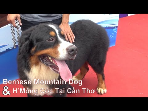Video: Chó núi lớn Thụy Sĩ