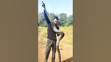 जुगाड़ वाली स्टिक से पकड़ लिया खतरनाक अजगर 😳🔥