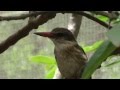 ?owiec kreskowany (Halcyon chelicuti), Striped Kingfisher, Gestreepte Visvanger