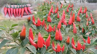 How to grow Chillies from Seeds at Home / Seeds to Harvest, Easy for Beginners