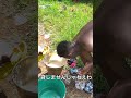 ケニア人が裸足の謎