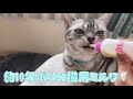 10年ぶりに猫用ミルクあげたら、お母さんの味を思い出した猫さん