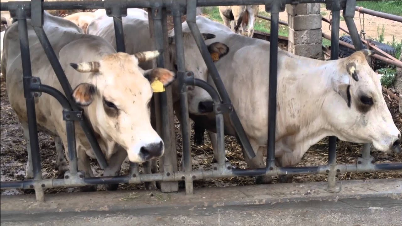 muggito mucca da muggito mucca da