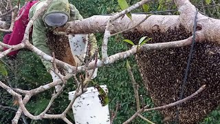 Sepekan Menunggu untuk dapat kembali di Panen, Lumayan Hasilnya Sangat Memuaskan Hati.