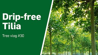 The Possibilities Of Drip-Free Tilia - Tree Vlog