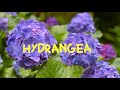 Hydrangea