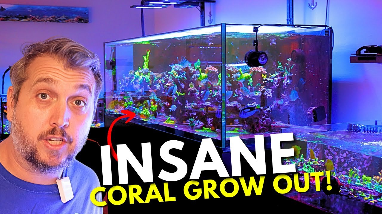 Вы не поверите, насколько впечатляющими являются аквариумы с коралловыми рифами в Blue Reef Haven.