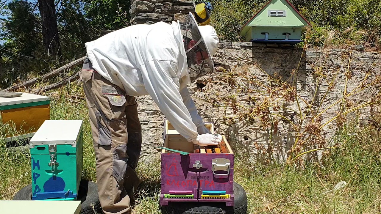 εισαγωγή γονημοποιημένης βασίλισσας (3η μέρα)