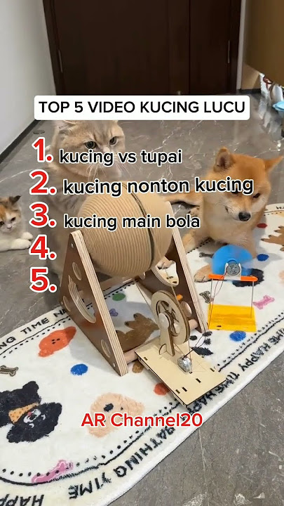 Top 5 video kucing lucu