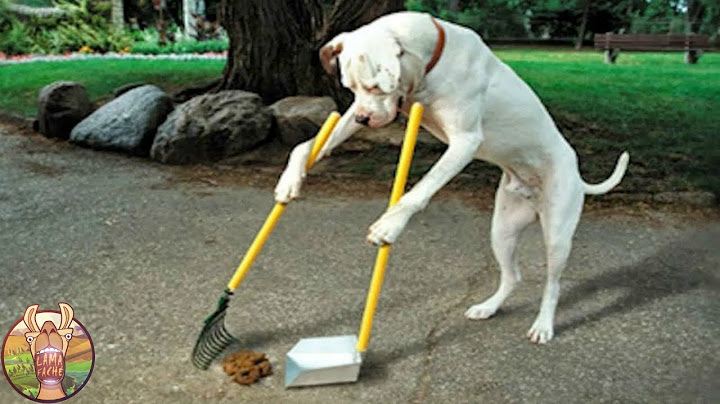 LES 10 RACES DE CHIENS LES PLUS INTELLIGENTES AU MONDE | Lama Faché