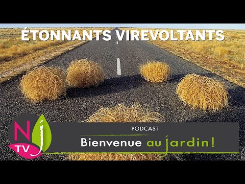 Vidéo: Qu'est-ce que les succulentes halophytes : informations sur les succulentes qui aiment le sel