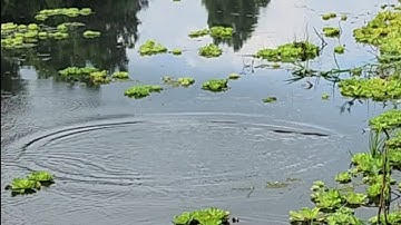 Câu cá thác lác U Minh Thượng