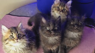 Time to feed my kittens food & milk by CATSBAE 686 views 1 month ago 10 minutes, 36 seconds