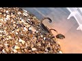 Как охотится и ест скорпион Hottentotta hottentotta (L2)