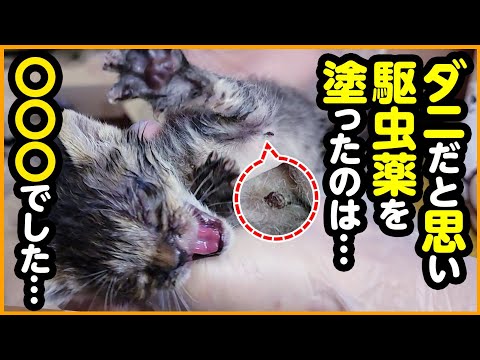 【お蔵入り動画】本当は見せたくない...マダニと思って駆虫薬を塗ったら、〇〇〇でした