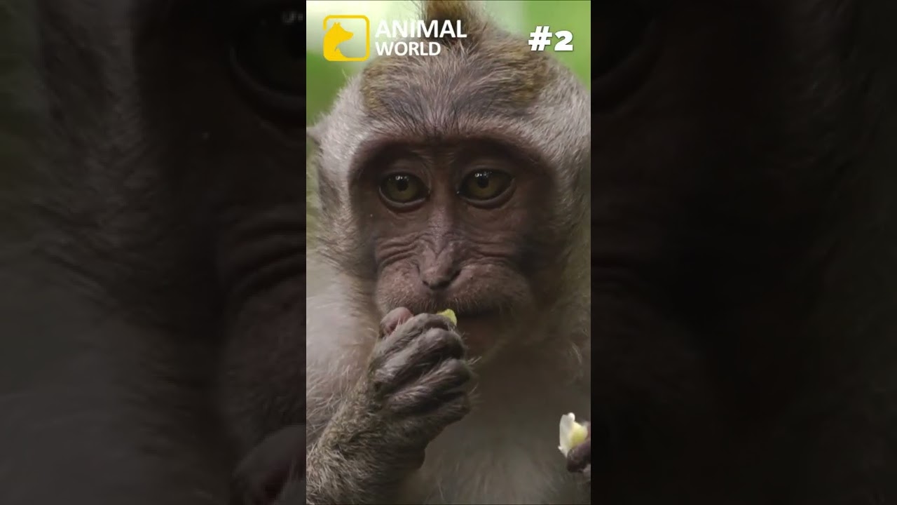 3 cool facts about monkeys 