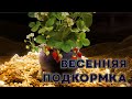 Первая подкормка весной