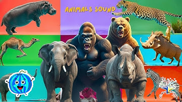 Safari dierengeluiden liedje | Kinderliedje voor kinderen - Leer dierennamen en geluiden