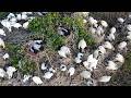 EP537 A NICE BIRDS AND PEACEFUL PLACE BIRD BIRD SHELT AND RELAXING SOUND FOR DEEPLY SLEEP