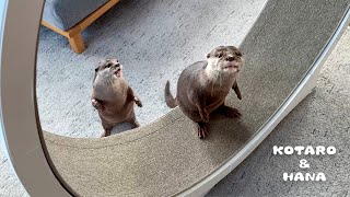 My Otters Try to Conquer the Cat Exercise Wheel!