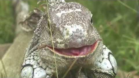 Tilta Nucleus Nano - Focus