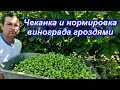 Чеканка и нормировка винограда гроздями