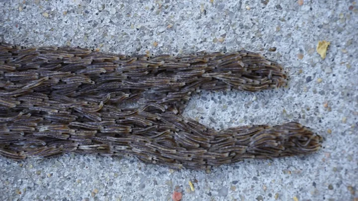 Fungus gnat larvae on the move in Pender Co., NC