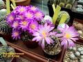 Mammillaria theresae  vido 585  2017 batigne pierre