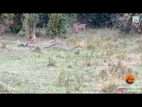 Leopard And Python Caught In A Death Match