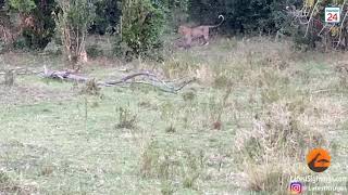 Leopard And Python Caught In A Death Match Profile