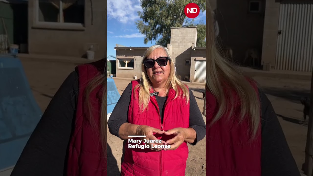 Día del Animal. “Hay que tomar conciencia y no abandonar”: el pedido desde el Refugio Leones