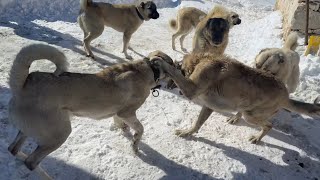 PAŞAYI AZ KALSIN ÖLDÜRÜYORLARDI AMA PAŞA BUNU KESİNLİKLE HAKETTİ OLMAZ BÖYLE BİR ŞEY