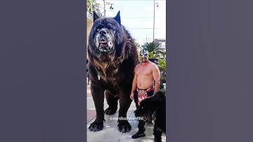 uk bulldog power ☠️☠️ #shorts #bulldogs #pitbull