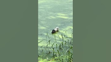 Câu cá bằng chai nước đụng con Trê khủng gần 10kg! #cauca #fishing #shorts