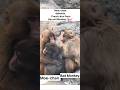 Moe-chan Defends Punch-kun from Bad Monkey #macaque #macaquemonkey #shorts #monkey #shortsyoutube