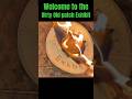 Dirty old patch exhibit trailer