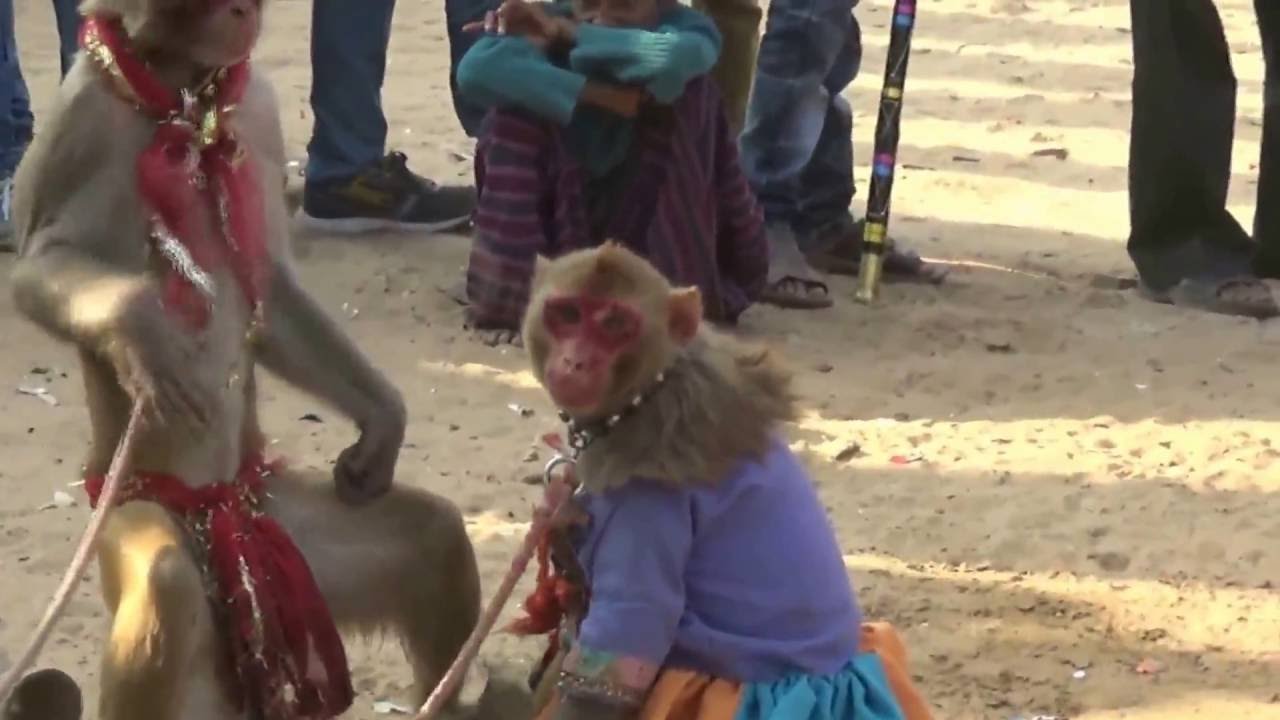 bandar ki comedy