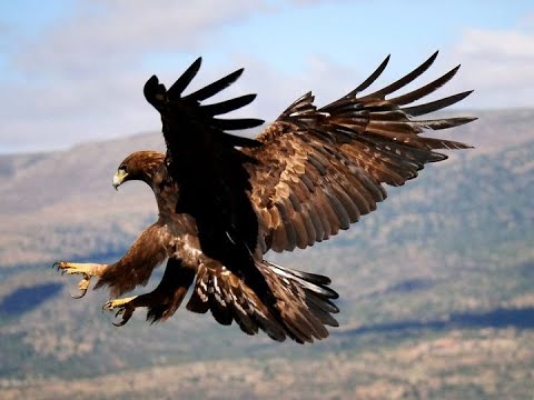 HEMBRA DE ÁGUILA REAL ¡LA GRAN CAZADORA! - YouTube