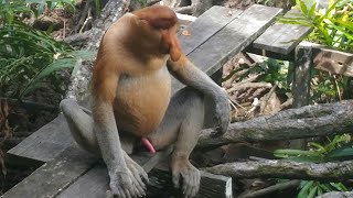AMAZING ANIMALS FROM MALAYSIA