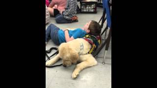 Autism Service Dog During School